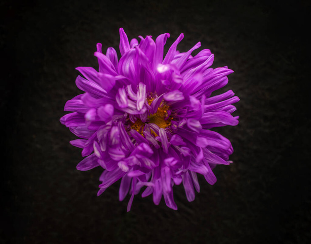 Beautiful flower on black background. View above. - Foto, immagini