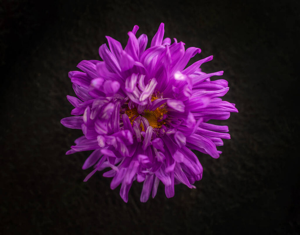 Top view of a flower on a black background. Closeup. - Photo, Image