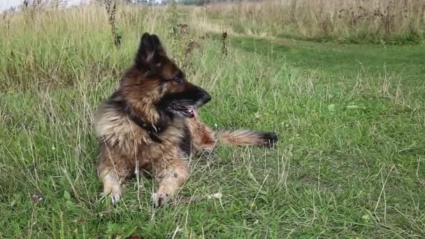 Duitse herdershond rustend op het gras. De hond stak zijn tong uit en kijkt naar de camera. - Video