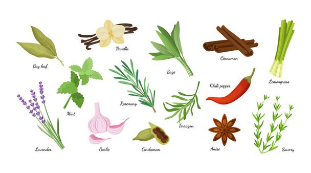 Culinary herbs. Condiment herbal collection. Aromatic vanilla and lavender. Natural cinnamon and cardamom. Fresh lemongrass. Organic anise, mint or tarragon. Vector spicy plants set - Vector, Image