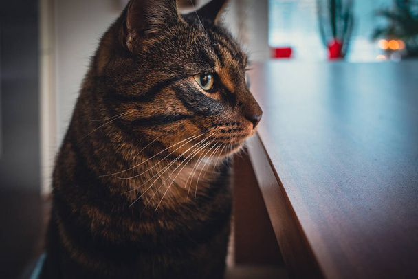 portrait of a gray tabby domestic cat looking to the sidev - Fotografie, Obrázek