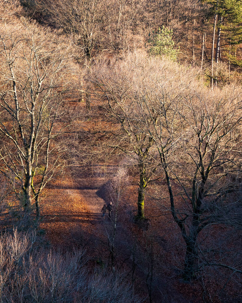 birds eye view of people walking in sunny winter forest near doorn in the netherlands - Fotoğraf, Görsel