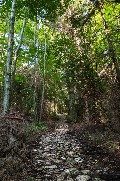 sendero de trekking en el bosque
 - Foto, Imagen