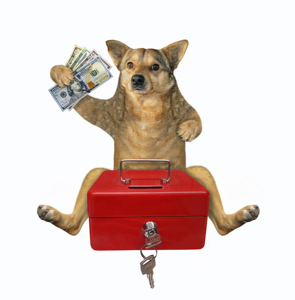 Ein beiger Hund steckt Dollars in einen roten tragbaren Metalltresor. Weißer Hintergrund. Isoliert. - Foto, Bild