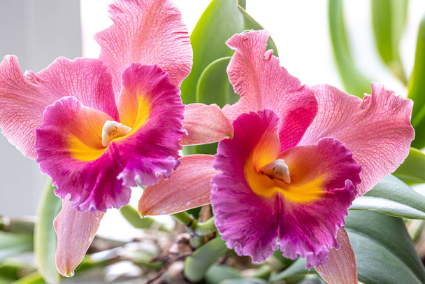 Крупный план тайской орхидеи на размытом фоне, макрофотография. - Фото, изображение