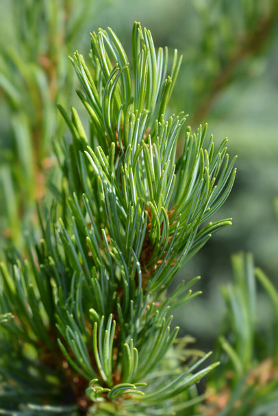 Blue-needled Japanise White Pine - Latin name - Pinus parviflora Glauca - Фото, изображение