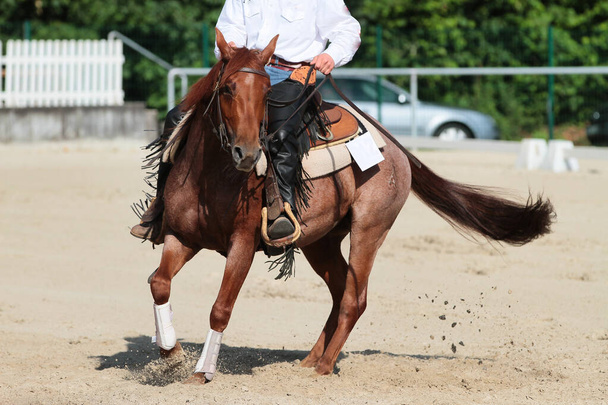 Cavallo occidentale con cavaliere al galoppo con una lunga redine. - Foto, immagini