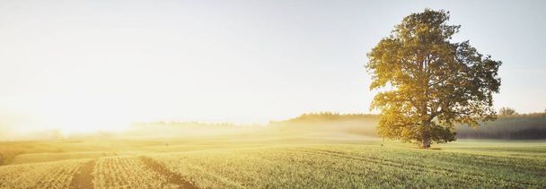 Poderoso roble con hojas verdes y doradas en el campo agrícola arado con huellas de tractores al amanecer, de cerca. Pintoresco paisaje otoñal. Naturaleza pura, ecología, árboles, granja, industria maderera - Foto, Imagen