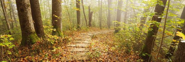 Wysoki kąt widzenia drewnianych schodów leśnych w mgle wschodu słońca. Miękkie poranne światło. Stare drzewa, kolorowe zielone i złote liście z bliska. Idylliczna jesienna scena. Park Narodowy Gauja, Sigulda, Łotwa - Zdjęcie, obraz