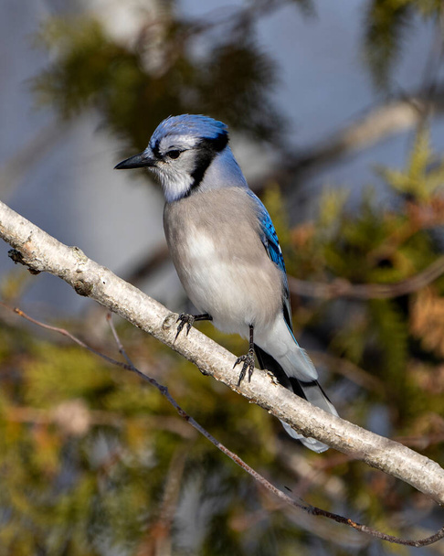 Blue Jay bird perched on a branch with a blur background in its environment and habitat surrounding displaying blue feather plumage. - Фото, зображення