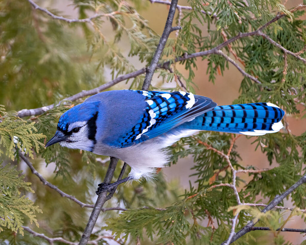 Blue Jay close-up perched on a cedar branch with a blur forest background in the forest environment and habitat surrounding displaying blue feather plumage wings. Picture. Portrait. - Zdjęcie, obraz