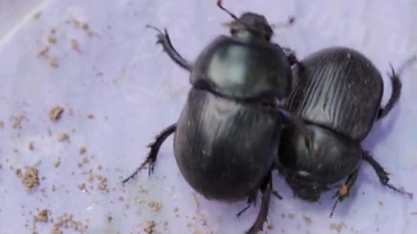 Earth-boring dung beetles in closeup - Filmmaterial, Video