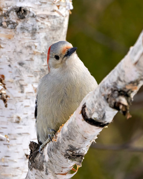 Pájaro carpintero de vientre rojo vista de cerca del perfil encaramado en una rama de abedul con fondo de bosque borroso en su entorno y hábitat circundante. Pájaro carpintero. Retrato. - Foto, imagen