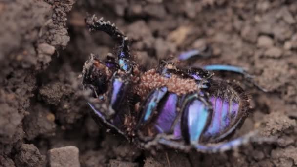 Parasitic ticks on earth-boring dung beetle in closeup - Filmati, video
