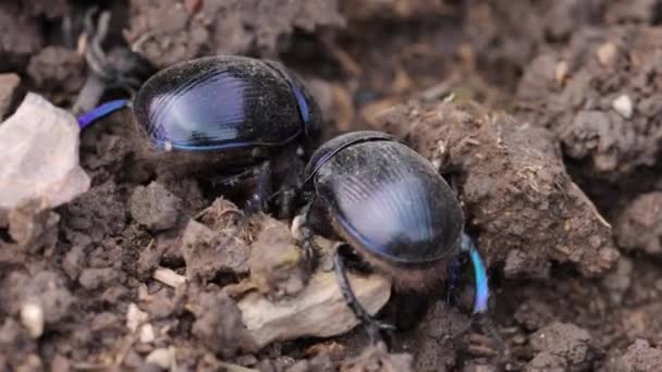 Ziemsko nudne chrząszcze gnojowe w zbliżeniu - Materiał filmowy, wideo