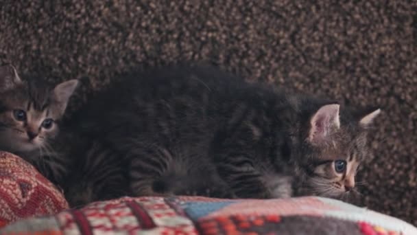Two little curious kittens and a dog, first contact - Filmmaterial, Video
