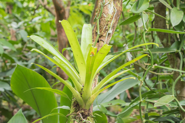 Több eső, de több zöld növényzet az esős évszakban Costa Ricában. Ez a természet szerelmeseinek paradicsoma.. - Fotó, kép