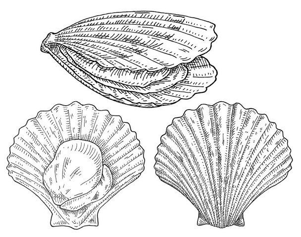 Shell scallop in different angles. Vintage vector engraving monochrome black illustration isolated on white background.. Hand drawn design in a graphic ink style. - Vettoriali, immagini