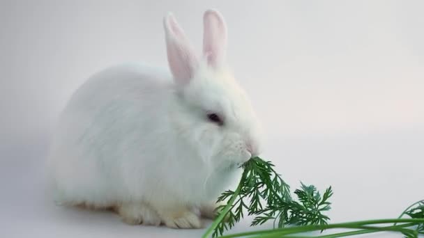 fehér házi nyúl répát eszik. állateledel. com egy háziállatért. vegetáriánus menü. - Felvétel, videó