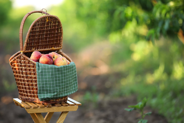 Wicker basket full of sweet peaches on stool in garden - 写真・画像