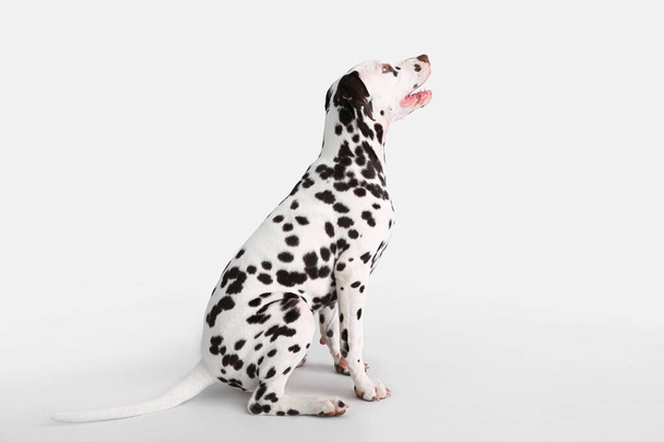Funny Dalmatian dog sitting on white background - Foto, imagen