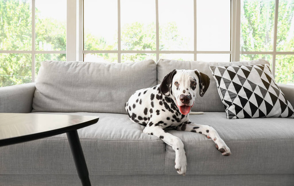面白いダルマチアの犬は部屋のソファに横たわっている - 写真・画像