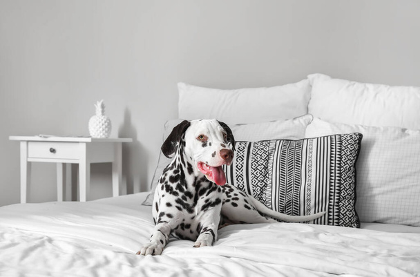Funny Dalmatian dog lying on bed at home - 写真・画像