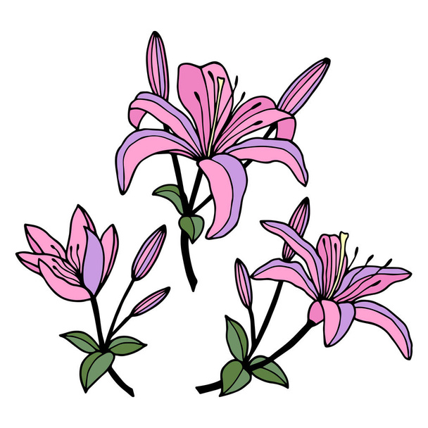 Lily kukkia, asetettu. Vektorikuvitus. Eristetty valkoisella taustalla, ääriviivat, käsi piirustus. - Vektori, kuva