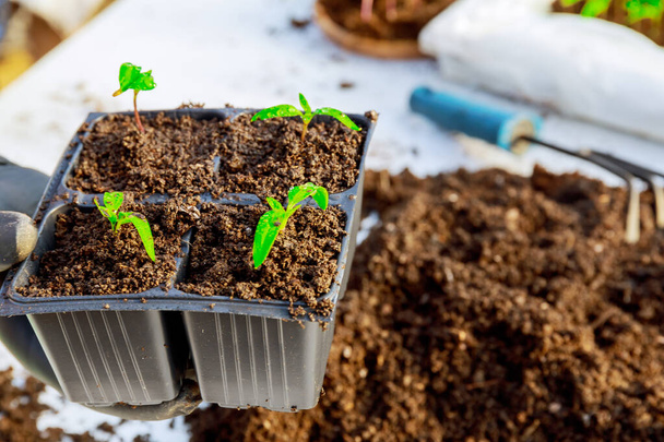 Semena pepře se transplantují do kazet pro pěstování na každé kazetě ze čtyř kusů pepře. - Fotografie, Obrázek