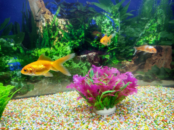 fish swimming in the aquarium - Photo, Image