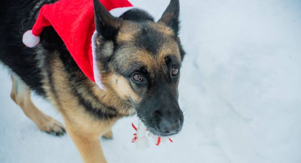 German shepherd dog in a red christmas cap on a snowy background. - Foto, Bild