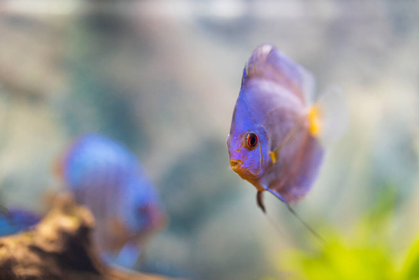Beautiful view of blue diamond discus fish swimming in aquarium. Tropical fishes. Hobby concept. Sweden. - Photo, Image