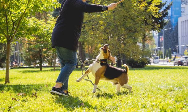 The owner trains the beagle dog in the park. - 写真・画像
