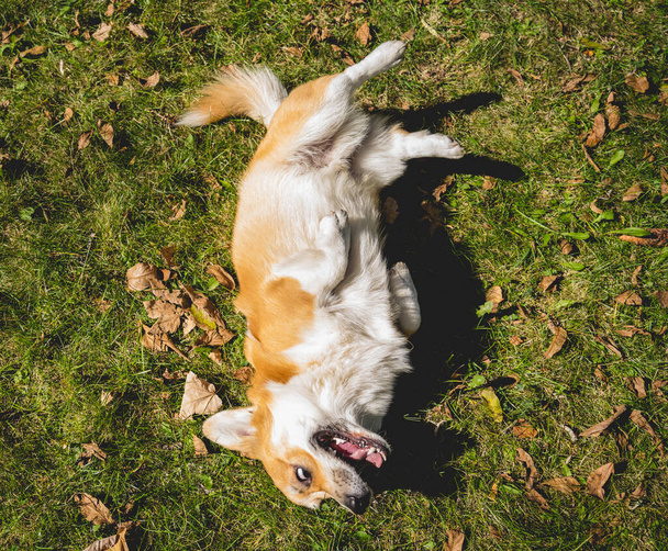 Portrait of cute welsh corgi dog at the park. - Foto, Bild