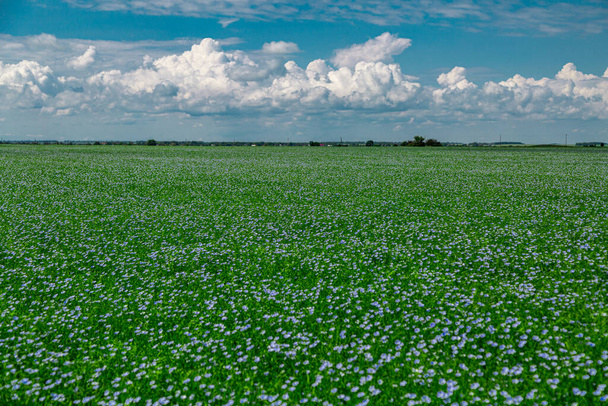 Prachtig bloeiend blauw vlasveld op het platteland - Foto, afbeelding
