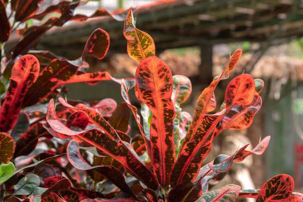 Többszínű növény Croton Mammy árnyalatú piros és zöld Izraelben - Fotó, kép