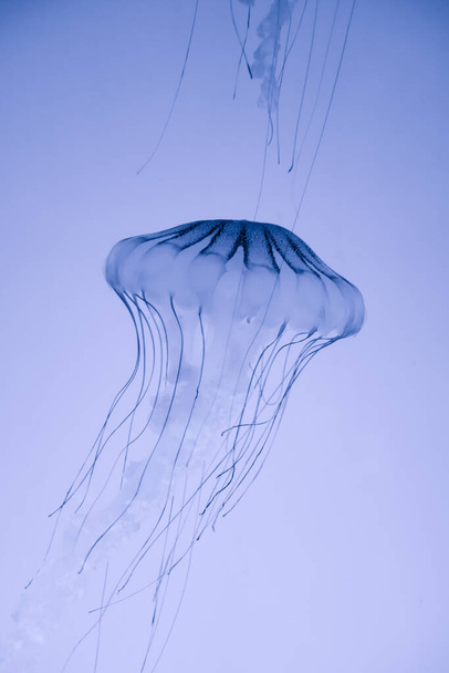 Jellyfish floating in ocean. Macro view, white background - Foto, afbeelding