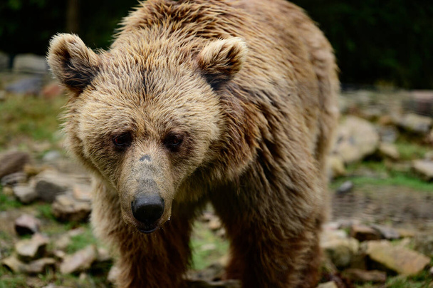 Natuurpark van Oekraïne Synevyrska Polyana en zijn inwoners bruine beren, Karpaten. - Foto, afbeelding