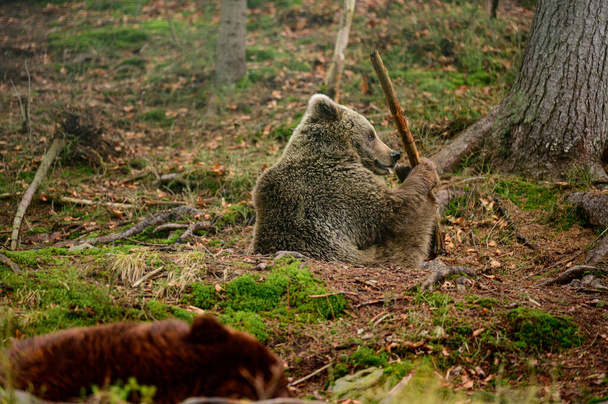 Ursos selvagens de Synevyrska Polyana, urso marrom centro de reabilitação na Ucrânia, urso jogos na floresta. - Foto, Imagem
