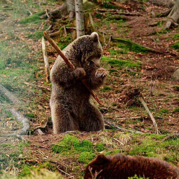 Dois grandes ursos pardos descansam na floresta, residentes dos Cárpatos ucranianos, mamíferos grandes e agressivos, centro de reabilitação de ursos pardos na Ucrânia. - Foto, Imagem