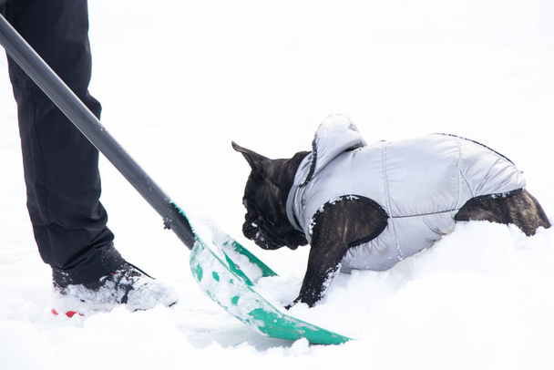 bulldog francese in inverno in una giacca sulla neve per passeggiate, il cane nel parco in inverno aiuta a raccogliere la neve sulla strada - Foto, immagini