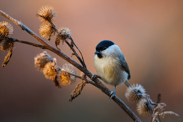 Beautiful Marsh Tit resting on a withered branch. - Photo, Image