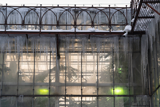 Tropical plants growing under green phyto lamps in greenhouse during winter season - Foto, afbeelding
