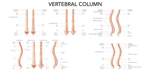 Columna vertebral humana vista lateral trasera delantera con las partes principales etiquetadas. Concepto realista plano vectorial con nombre  - Vector, imagen