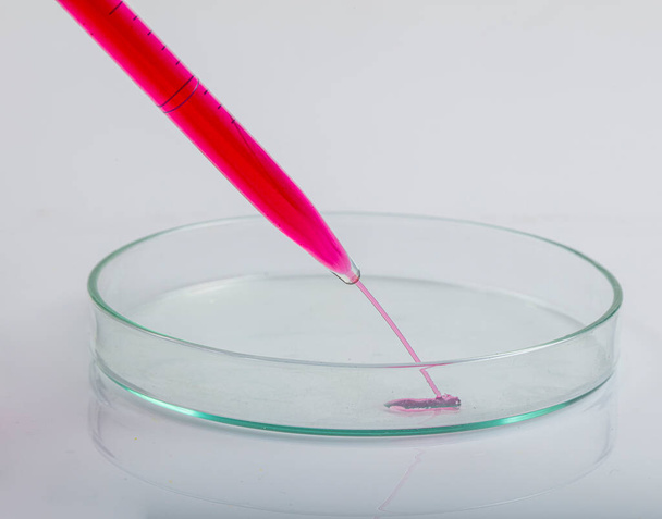Pipeta de laboratorio con gota de líquido rojo sobre placas Petri con solución de análisis biológico rojo contaminada por bacterias infecciosas para un experimento biotecnológico en un laboratorio de investigación científica. - Foto, imagen