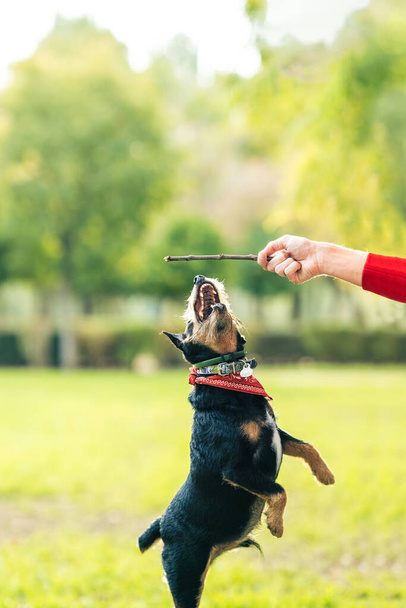 Vertical photo of a samll dog jumping to chase a stick - 写真・画像