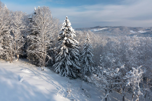 On a frosty sunny December day, spruce trees stand in the forest covered with white snow, wrapped in a blanket of winter.The frozen trees at the top of the mountain are covered with white snow. - 写真・画像