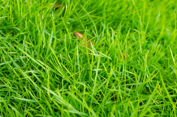 Fresh beautiful green grass texture - Φωτογραφία, εικόνα