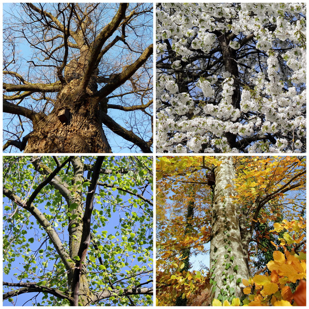 zestaw czterech sezonów drzew - Zdjęcie, obraz