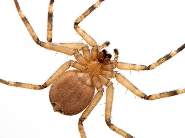 Lähikuva litteän hämähäkin alapuolelta (Selenops rediatus), joka osoittaa todellisten hämähäkkien morfologisen ominaisuuden. Eristetty - Valokuva, kuva